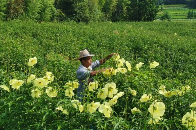 西城乡种植黄蜀葵托起百姓小康梦