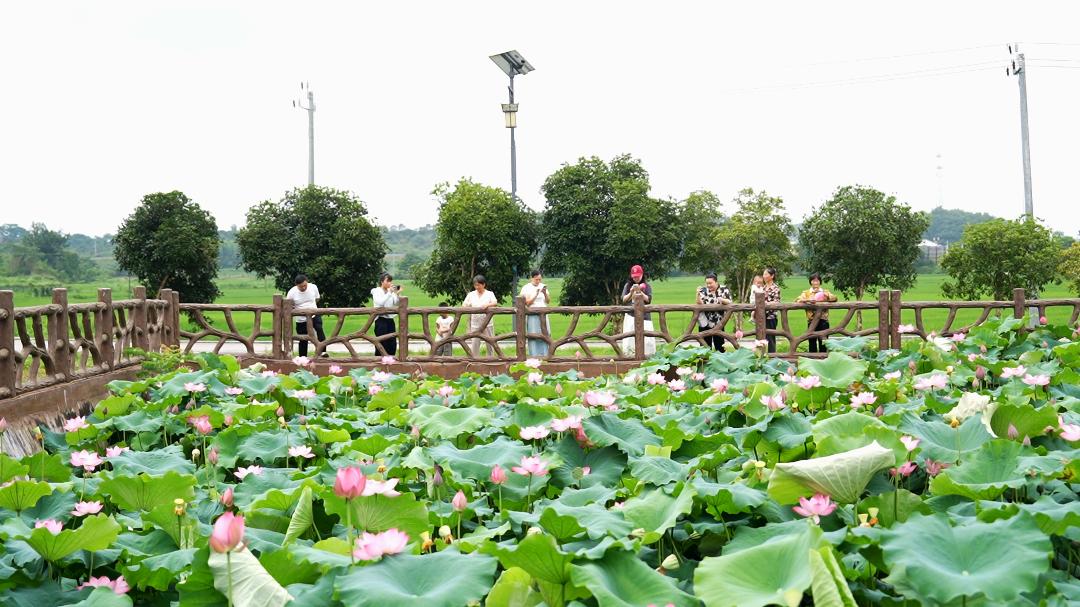 这个夏日，来日峰镇十里村赴一场荷花之约吧！