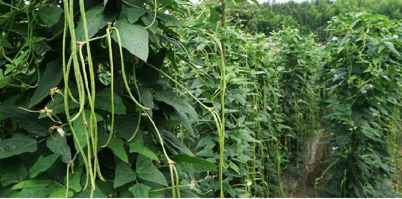 黎川县长豆角产业扶贫现场会在湖坊乡召开