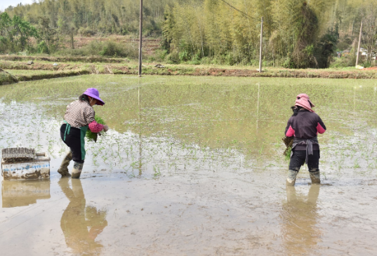 黎川：无人机护航春耕生产