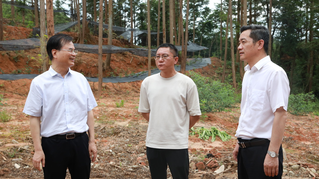 市人大常委会副主任、市级林长何明深入我县开展巡林工作