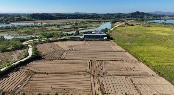 黎川：志愿者助力油菜播种 为乡村振兴添 “油” 彩