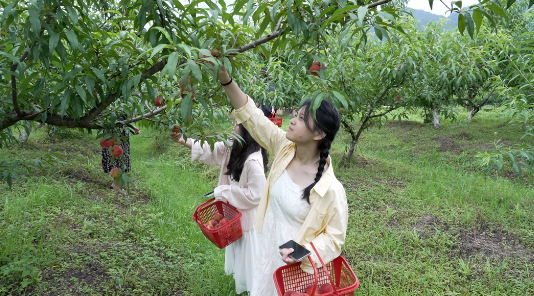 wechat_2026-06-06_184054_434.png