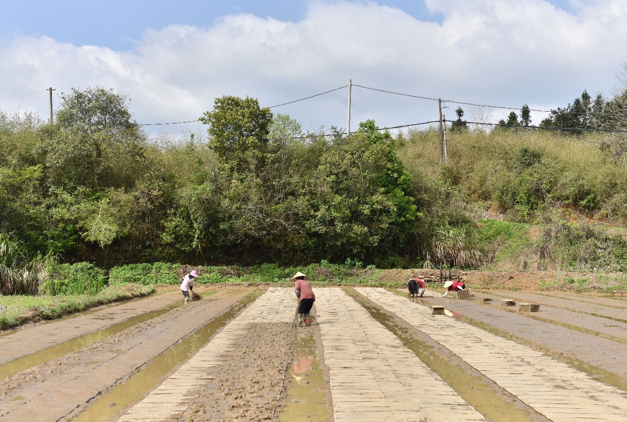 黎川：人勤春来早 沃野春耕忙