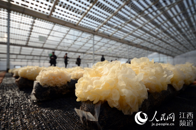 乐平市是江西省最大的无公害蔬菜生产基地和重点产棉区。蔬菜种植是乐平传统产业，该市一直实施“兴菜富民”战略。该市引进了中节能太阳能科技有限公司，投资135亿元兴建3万亩太阳能光伏蔬菜大棚。目前，乐平市首期开发的1200亩太阳能光伏蔬菜大棚已建成启用。该科技大棚既能利用光能发电，也可利用大棚种植蔬菜、热带水果、花卉苗木等，是节能环保、富民惠民的绿色工程。